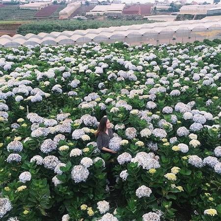Cánh đồng hoa cẩm tú cầu Trại Mát Đà Lạt