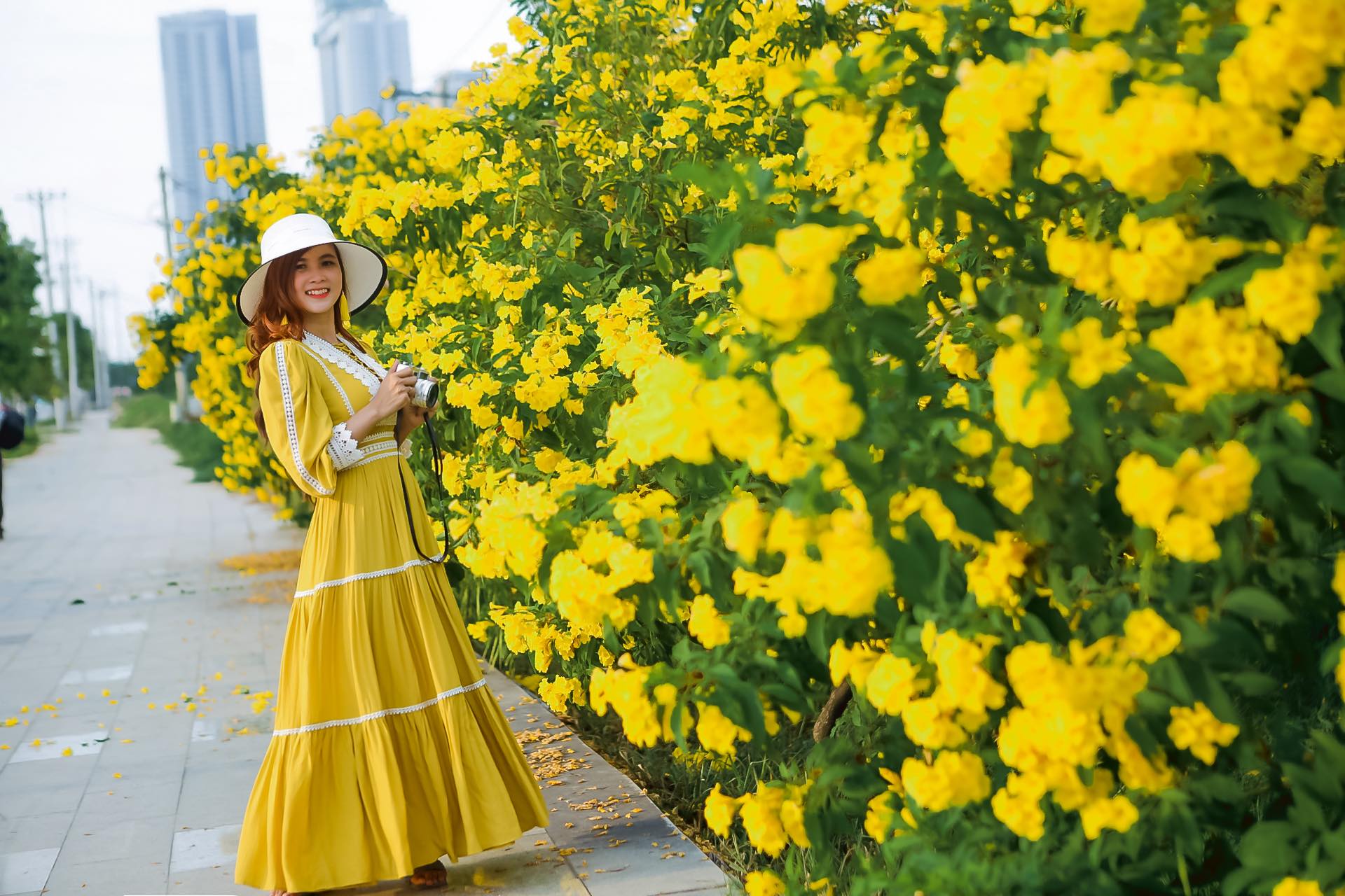 Thảm hoa Chuông Vàng Sài Gòn rực rỡ