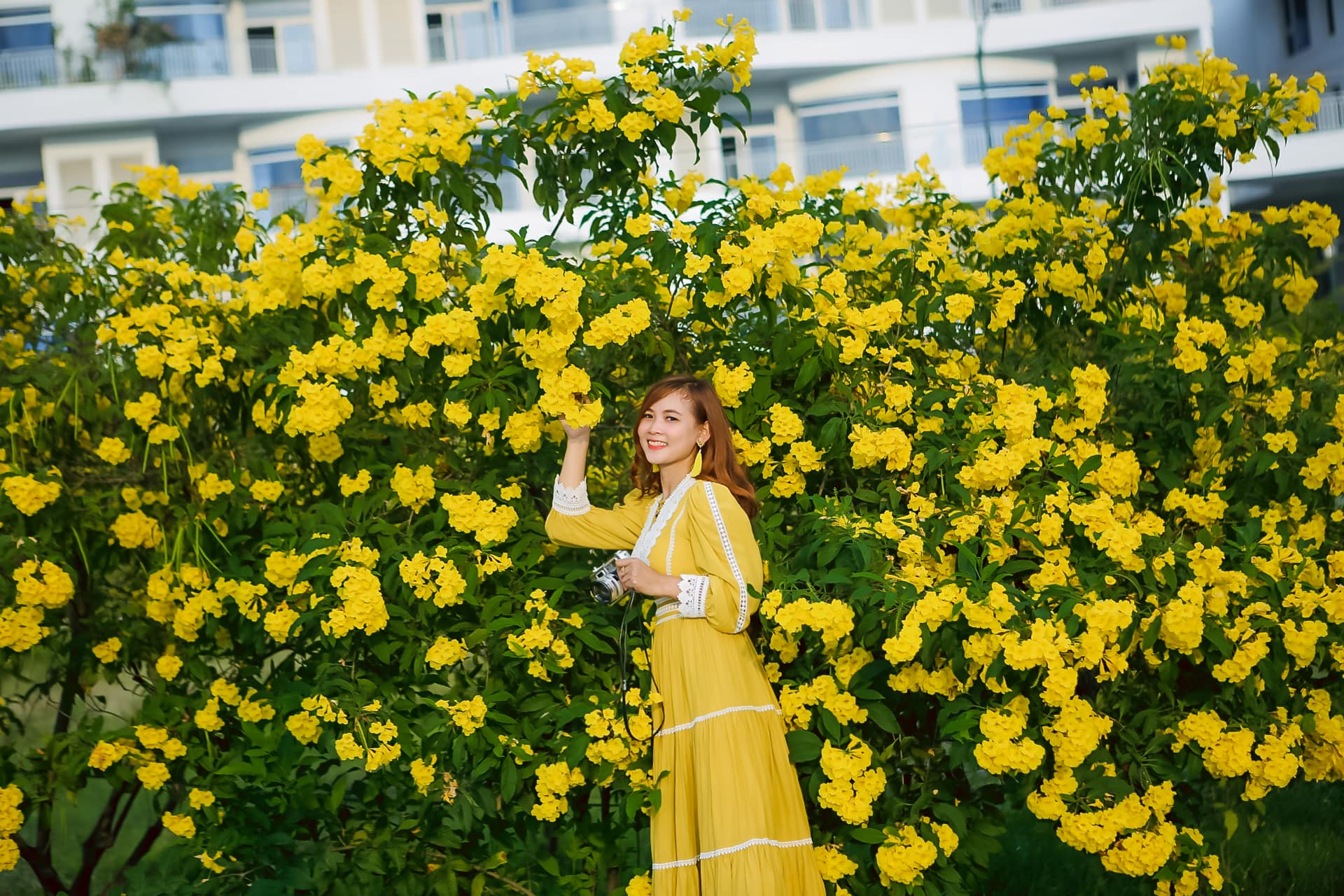 Vòm hoa Chuông Vàng Sài Gòn rực rỡ