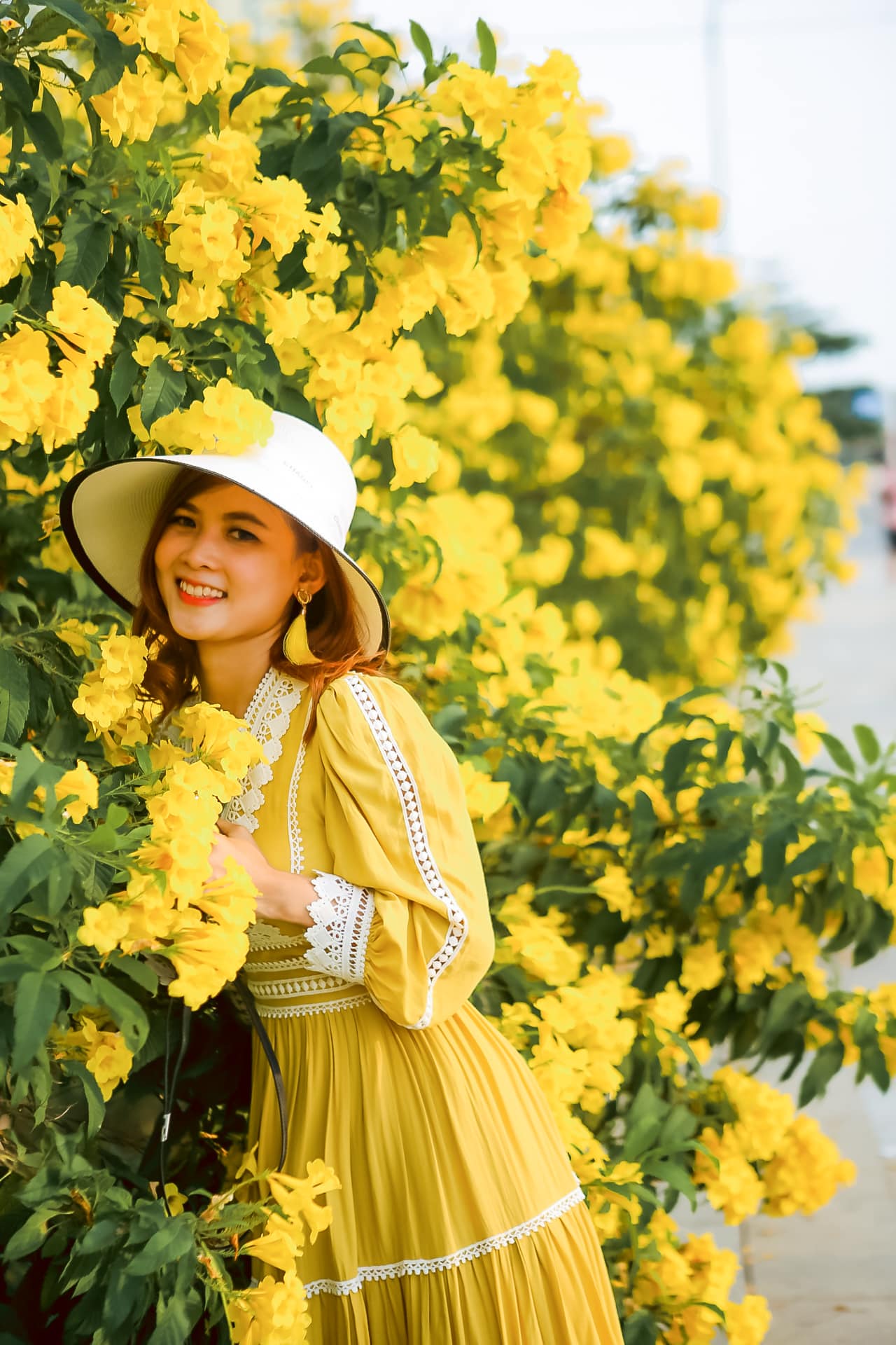 Cây hoa Chuông Vàng Sài Gòn khoe sắc
