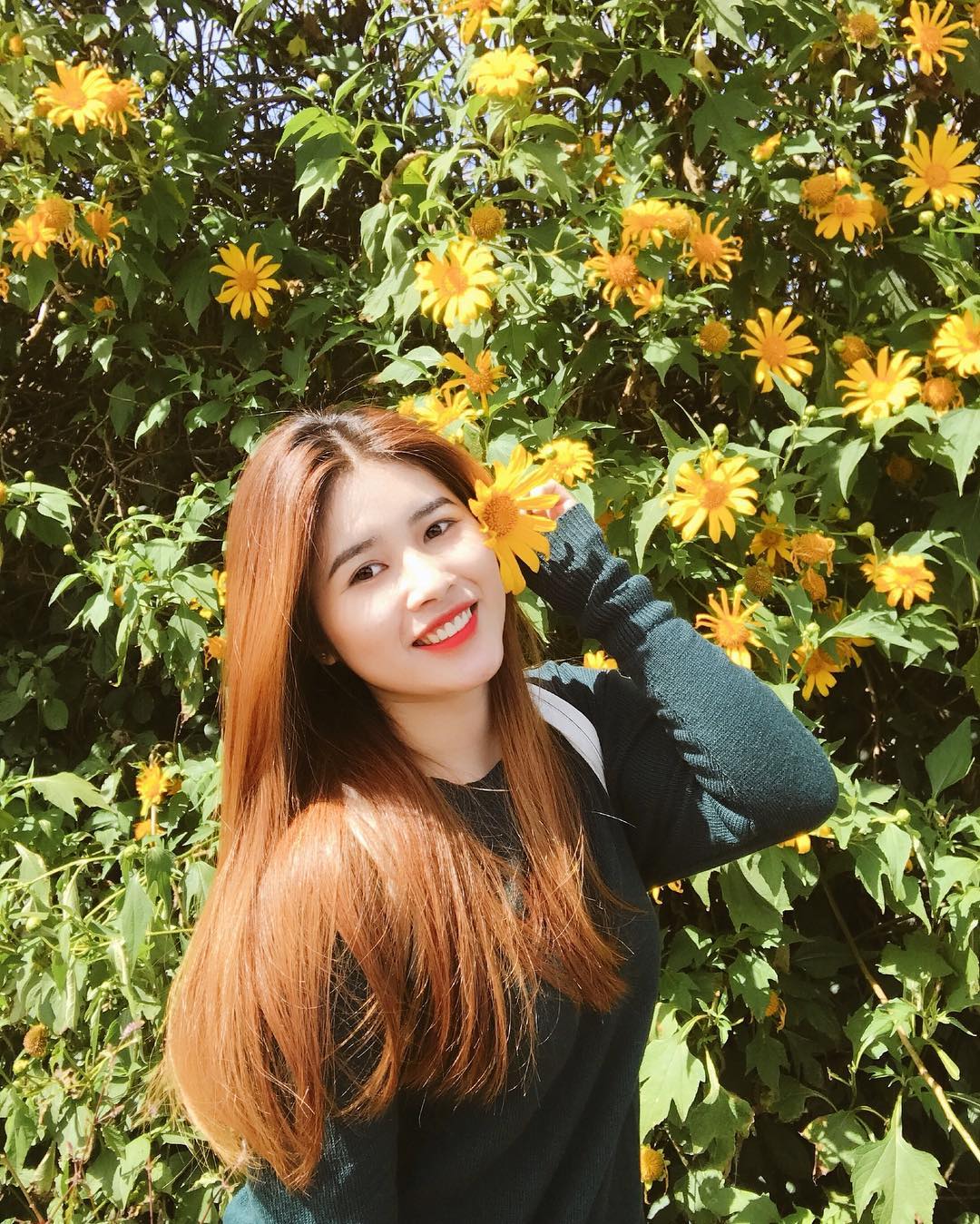 Hoa dã quỳ Đà Lạt nở vàng rực rỡ