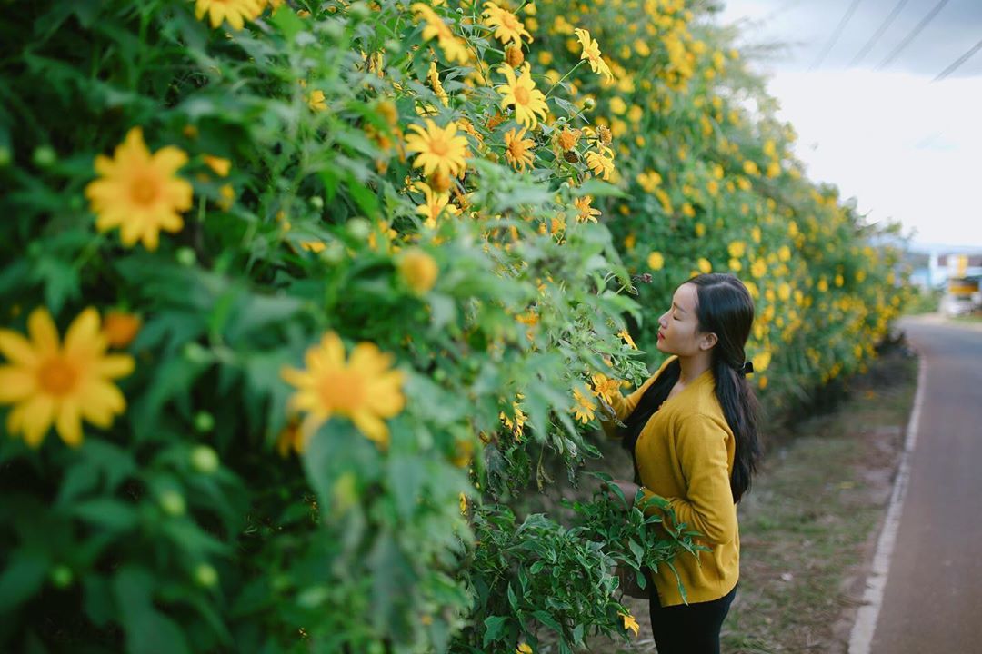 Con đường ngập hoa dã quỳ Đà Lạt
