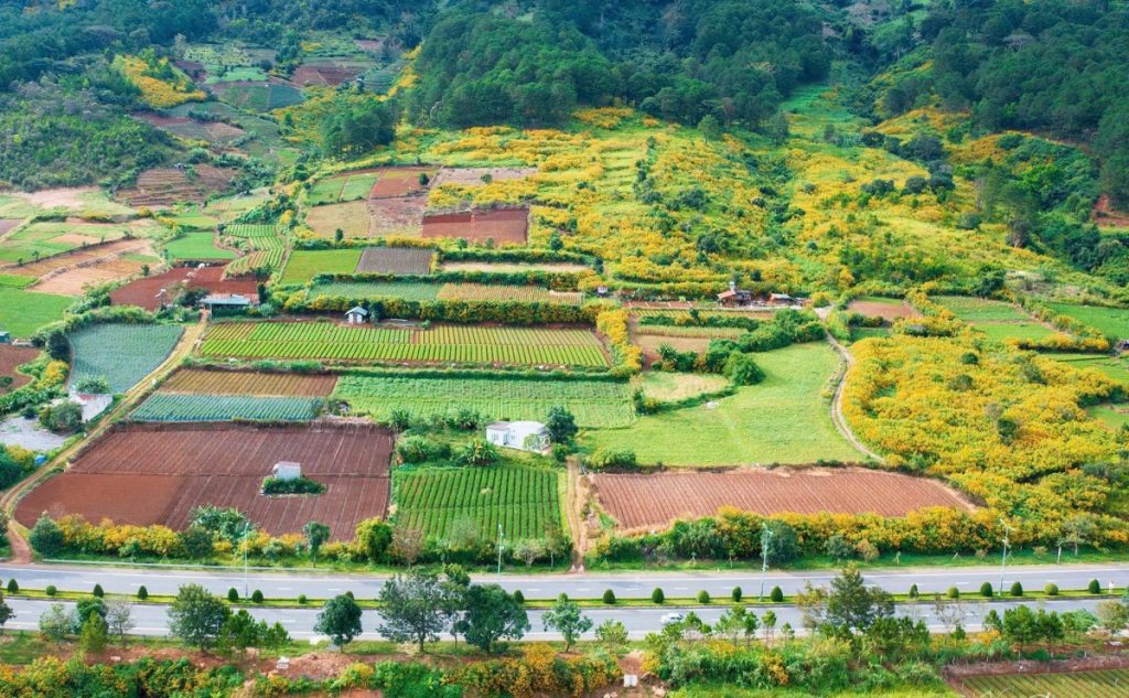 Dã quỳ nở rộ hai bên cao tốc Liên Khương