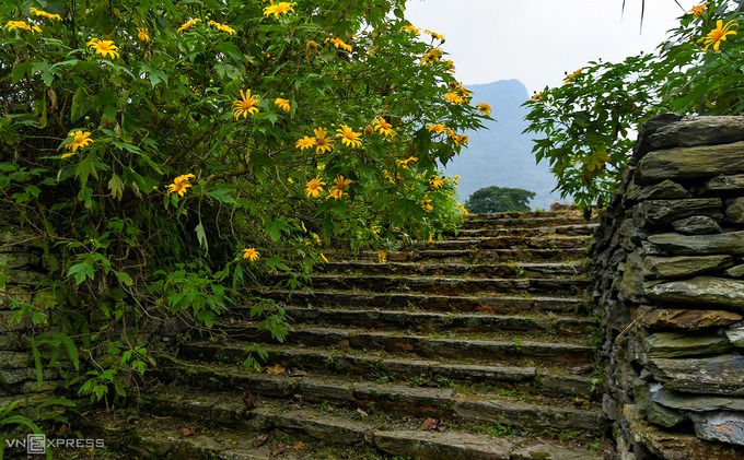 Mùa hoa dã quỳ Ba Vì trên lối vào phế tích Nhà Đại Tá, nơi từng là một trong những dinh thự xa hoa nhất của người Pháp ở khu nghỉ dưỡng Ba Vì thời trước.