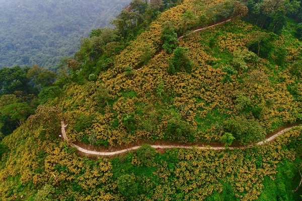 Tháng 11 là thời điểm vàng khi hoa dã quỳ Ba Vì nở rộ khắp các vùng rừng núi. Loài hoa hoang dại mang theo sức sống mơn mởn cùng hương sắc mùa thu đặc trưng