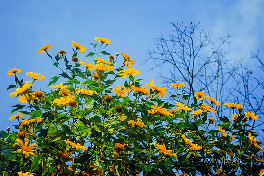 Thời điểm đẹp nhất ngắm hoa dã quỳ Ba Vì vào buổi sáng khi sương còn đọng