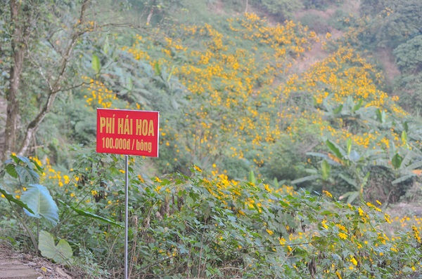 Quy định không hái hoa dã quỳ Ba Vì tại vườn quốc gia, phạt 100.000 đồng