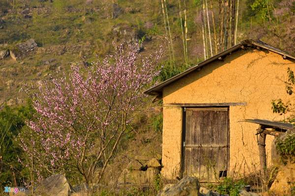 Hoa đào Y Tý nở rộ quanh các ngôi nhà ở Y Tý, A Lù, A Mú Sung (Bát Xát, Lào Cai)