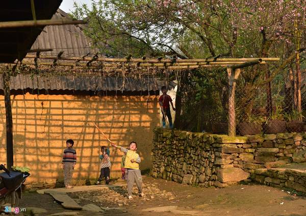 Vẻ đẹp hoa đào Y Tý hòa quyện cùng cảnh sắc núi rừng tạo khung cảnh nên thơ