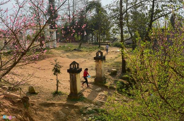 Những cây đào nở rộ sau Tết Nguyên đán là “nam châm” thu hút khách du lịch đến với vùng đất mù sương nơi biên cương Tổ quốc.