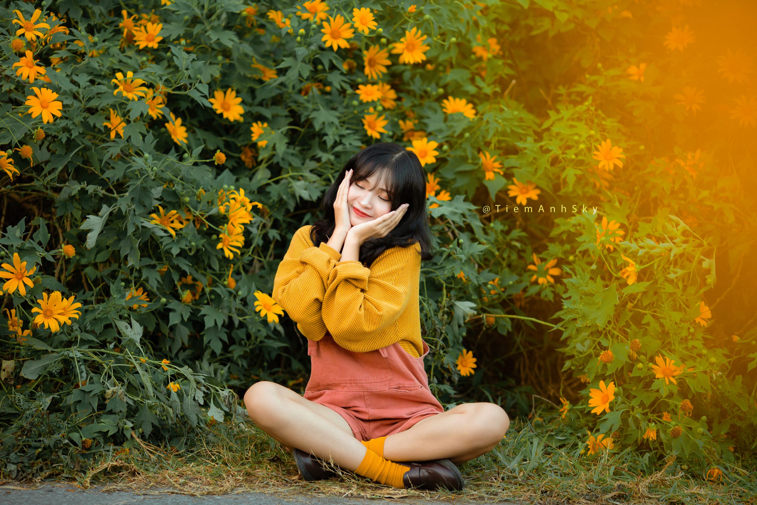 hoa dã quỳ3