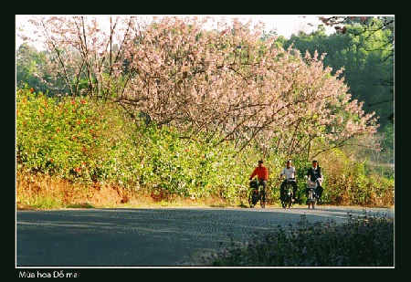 Mùa hoa đỗ mai Nha Trang nở rộ tuyệt đẹp