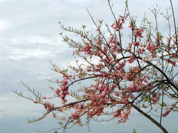 Ảnh: cungbandulich