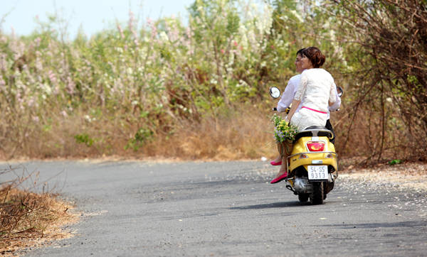 Hoa đỗ mai Vũng Tàu nở bạt ngàn xen lẫn trắng tinh và hồng phớt vào mùa xuân