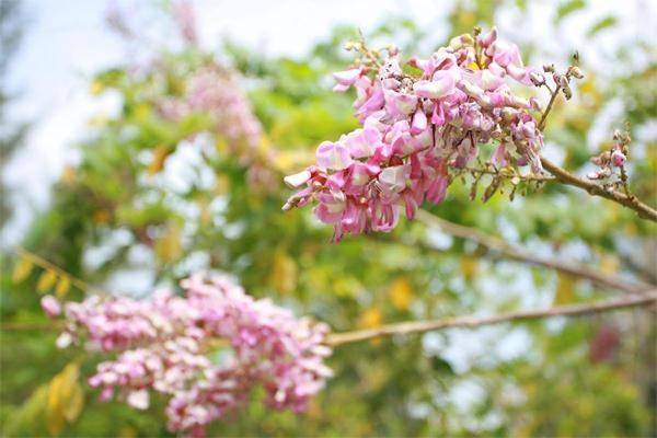 Không cần đi xa, đến Vũng Tàu giai đoạn này bạn vẫn có thể cảm nhận được sự lãng mạn, yên bình bên những tán hoa đỗ mai, và có những giây phút mộng mơ đúng nghĩa. Ảnh: kienthuc