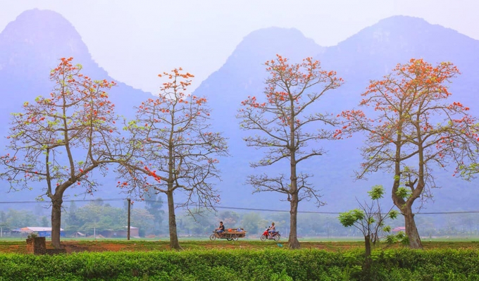 hoa-gao-ivivu-1