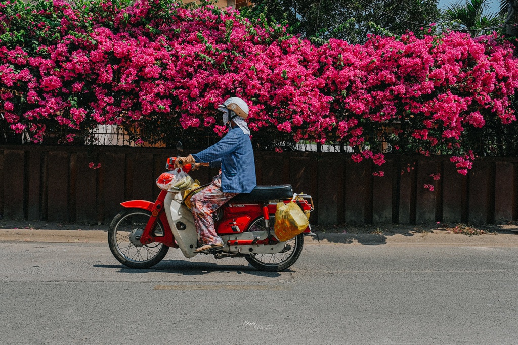 hoa-giay-khoe-sac-tren-goc-pho-sai-thanh-ivivu-2
