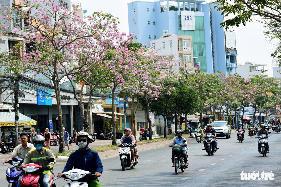 Hoa kèn hồng Sài Gòn nở rộ trên đường Điện Biên Phủ - Ảnh: DUYÊN PHAN