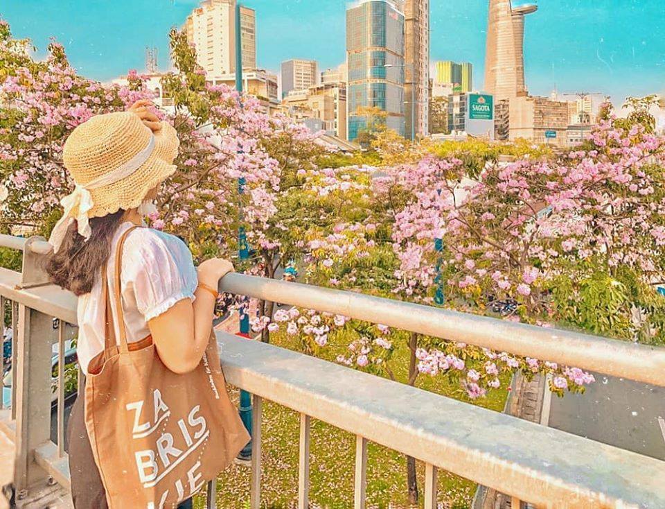 Hoa kèn hồng Sài Gòn nở rộ đẹp lãng mạn