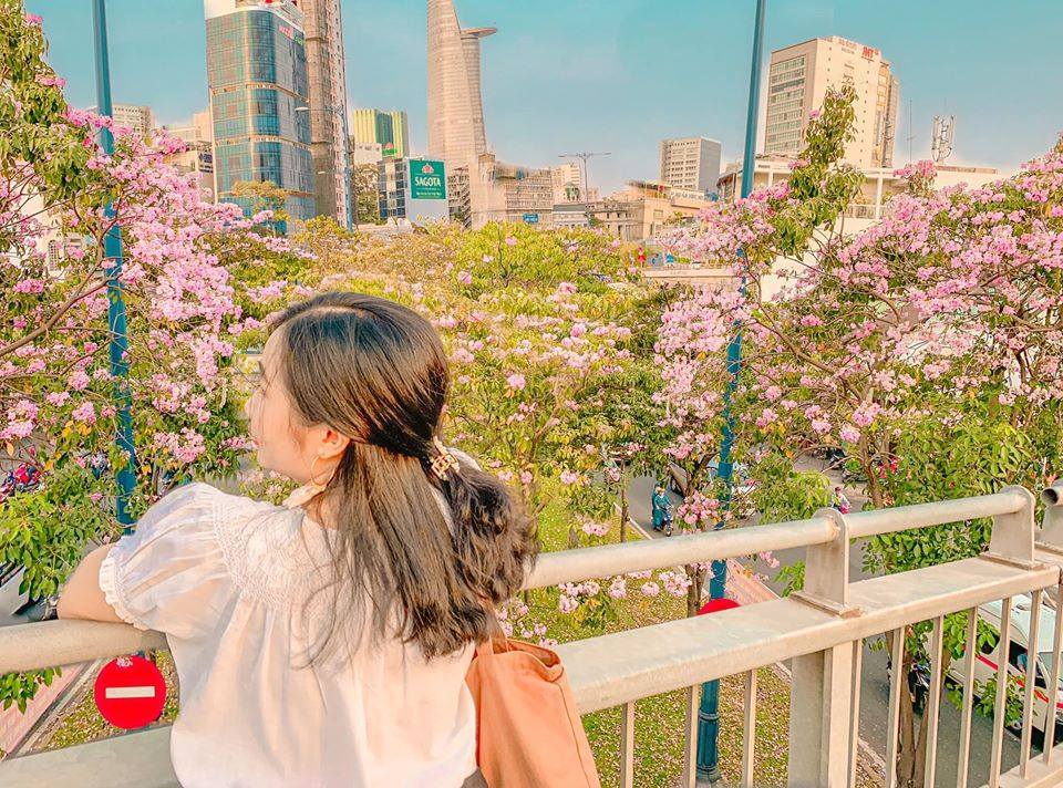 Sài Gòn vào mùa hoa Kèn Hồng nở rộ vô cùng lãng mạn