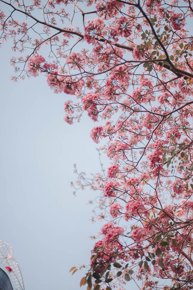 Ảnh: sưu tầm