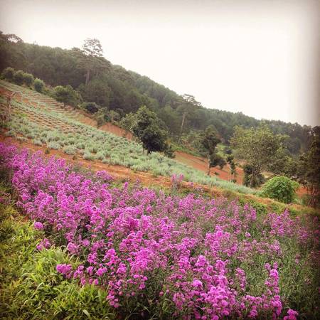 Hoa lavender Đà Lạt cùng nhiều loại hoa khác được trồng tại đây