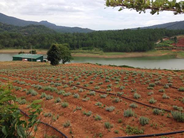 Hoa lavender Đà Lạt mới nở lác đác do mới trồng
