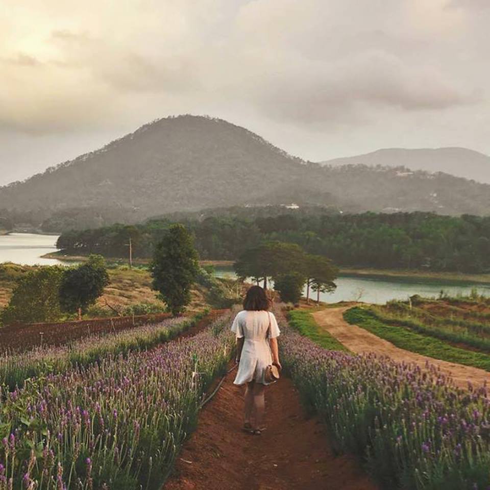 Cánh đồng hoa lavender Đà Lạt đẹp như tranh