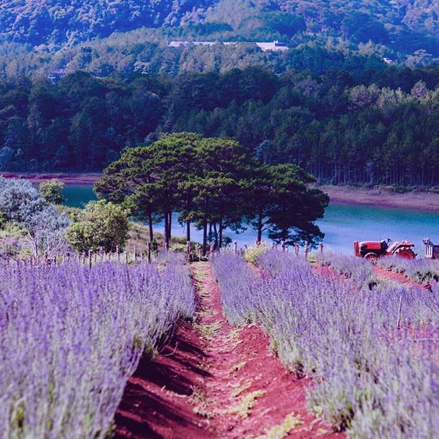 Hoa lavender Đà Lạt tỏa hương thơm ngát
