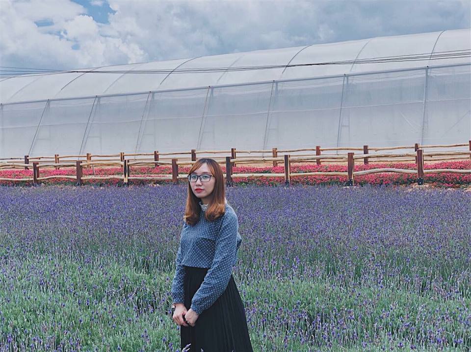 Hoa lavender Đà Lạt nở rộ dưới nắng hè