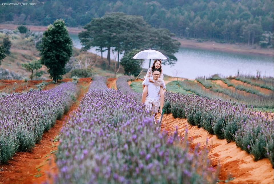 Sắc tím mộng mơ tại vườn hoa lavender Đà Lạt
