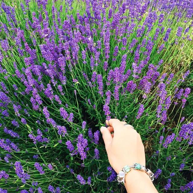 Vườn hoa lavender Đà Lạt view đẹp lung linh
