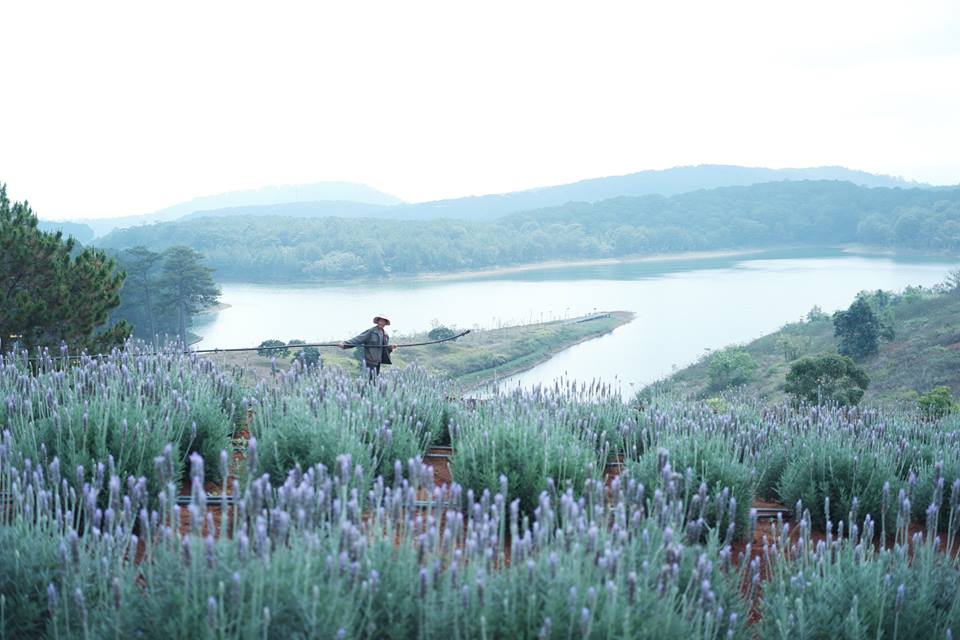 Không gian lãng mạn vườn hoa lavender Đà Lạt