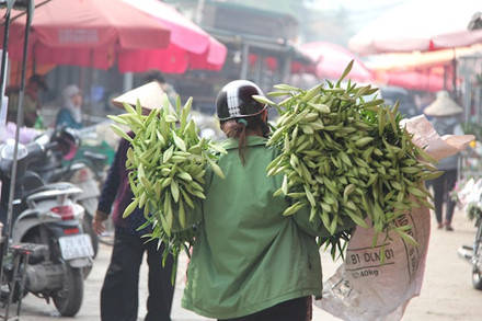 Hoa loa kèn Hà Nội nở trắng muốt với hương thơm nồng nàn
