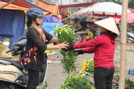 Người dân Hà Nội chia sẻ lý do chọn hoa loa kèn