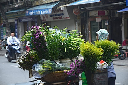 Giá hoa loa kèn Hà Nội dao động 30.000 - 40.000 đồng/bó 10 bông
