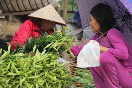 Mùa hoa loa kèn Hà Nội ngắn, chỉ kéo dài đến cuối tháng tư