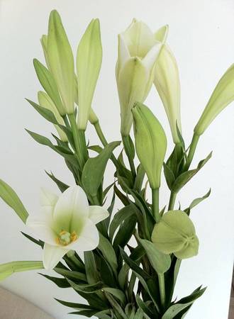 Loa kèn không kén, mà còn làm thay đổi không gian.