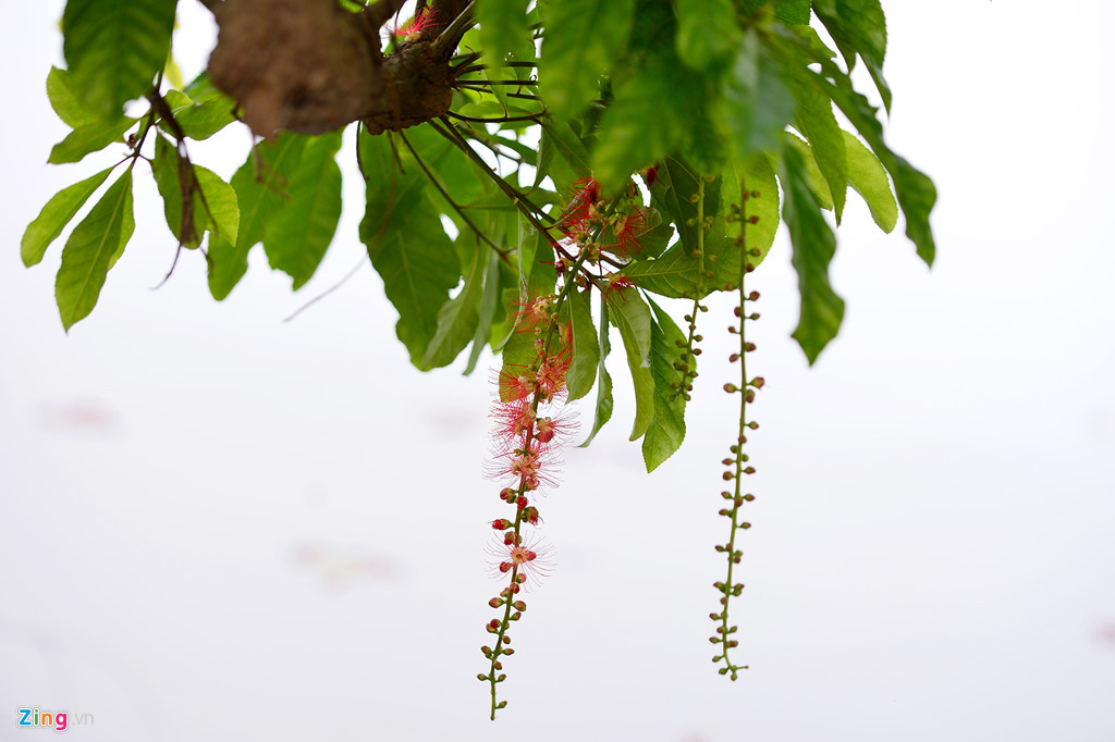 Dự kiến thời gian hoa lộc vừng nở rộ nhất trong khoảng 5-6 ngày sắp tới.