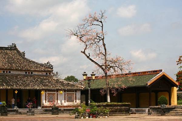 Cận cảnh những chùm hoa ngô đồng Huế khoe sắc