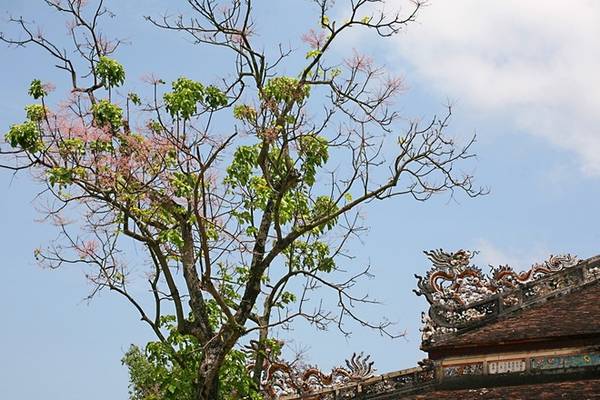 Sắc hồng của hoa ngô đồng Huế bên mái ngói rêu phong