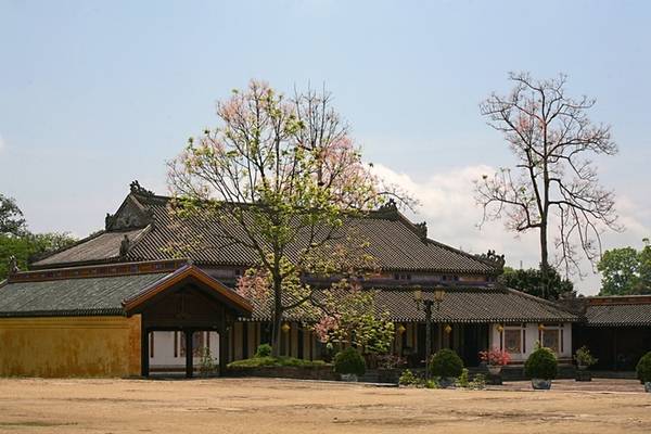 Vẻ đẹp kiêu sa của hoa ngô đồng Huế giữa hoàng cung cổ kính
