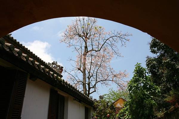 Hoa ngô đồng Huế loài hoa vương giả của xứ kinh kỳ