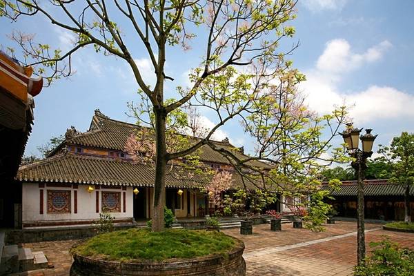 Những cây ngô đồng ở sân Điện Cần Chánh trong Tử Cấm Thành (điện đã bị phá hủy, nay chỉ còn tả vu, hữu vu) đã được trồng từ thời vua Minh Mạng, cách đây khoảng 200 năm. Tuy nhiên, nghiên cứu khoa học cho thấy tuổi những cây ngô đồng hiện còn là những cây trồng thay thế với tuổi khoảng vài chục năm.