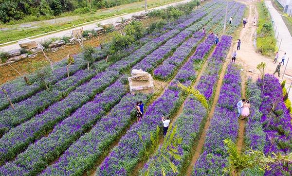 Thải Giàng Phố là xã thuộc huyện vùng cao Bắc Hà, Lào Cai với vườn hoa oải hương Bắc Hà