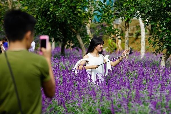 Cánh đồng hoa oải hương Bắc Hà được trồng thử nghiệm trong diện tích khoảng 3.000 m2