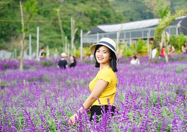 Bạn trẻ tạo dáng bên vườn hoa oải hương Bắc Hà với khoảng 300-400 lượt khách mỗi ngày