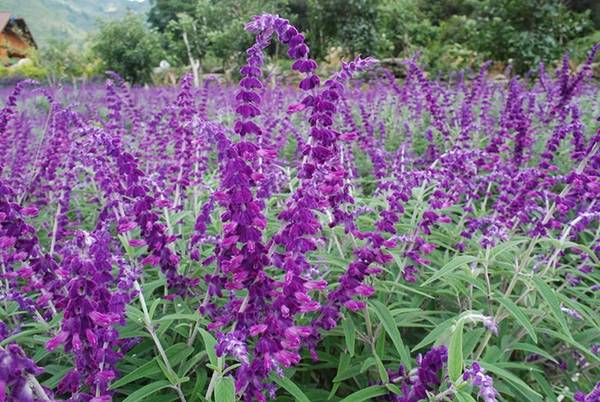 Một số ý kiến cho rằng hoa tại Bắc Hà là hoa xác pháo (salvia)