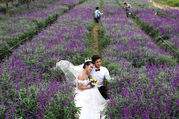 Nhiều đôi uyên ương cũng không bỏ lỡ cơ hội chụp ảnh cùng cánh đồng hoa khi đến với Bắc Hà.