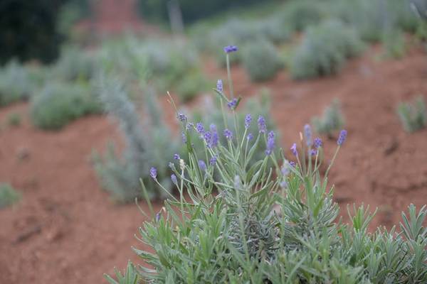 Hoa oải hương Đà Lạt trong khuôn viên Lavender Đà Lạt